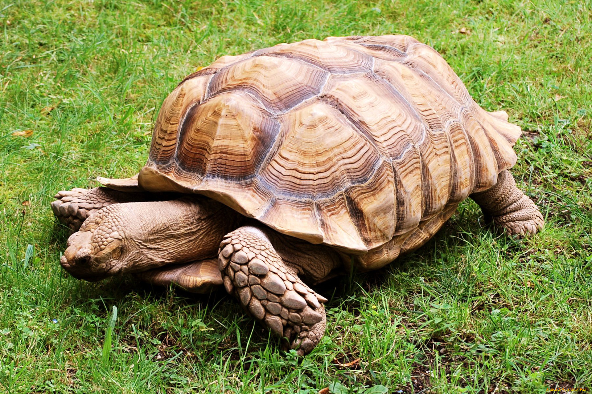 Turtle x. Geochelone sulcata. Африканская шпороносная черепаха. Сухопутная черепаха шпороносная. Сульката черепаха.